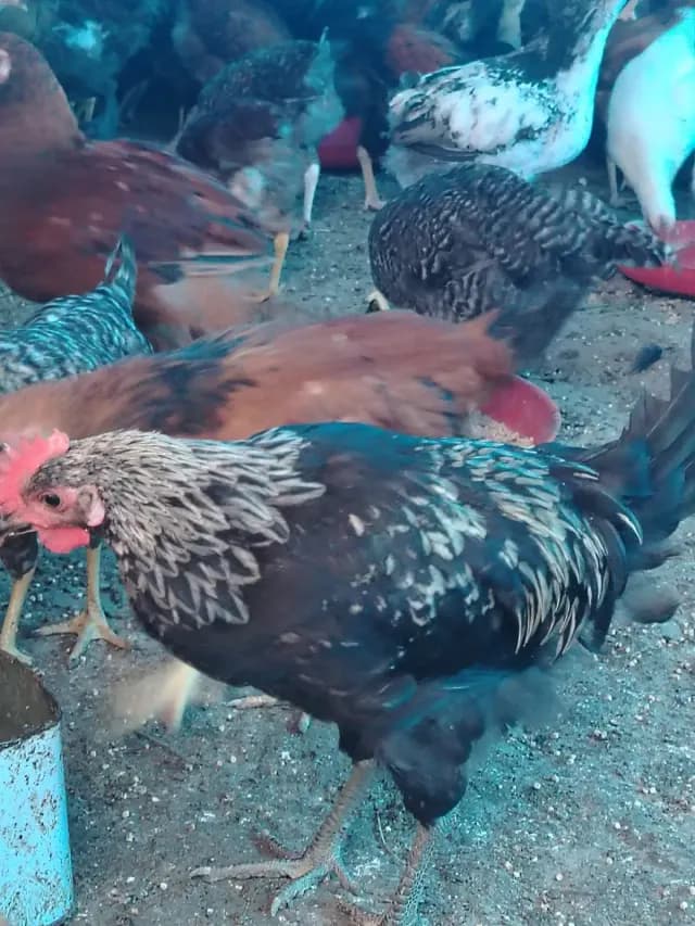 Çolpalar