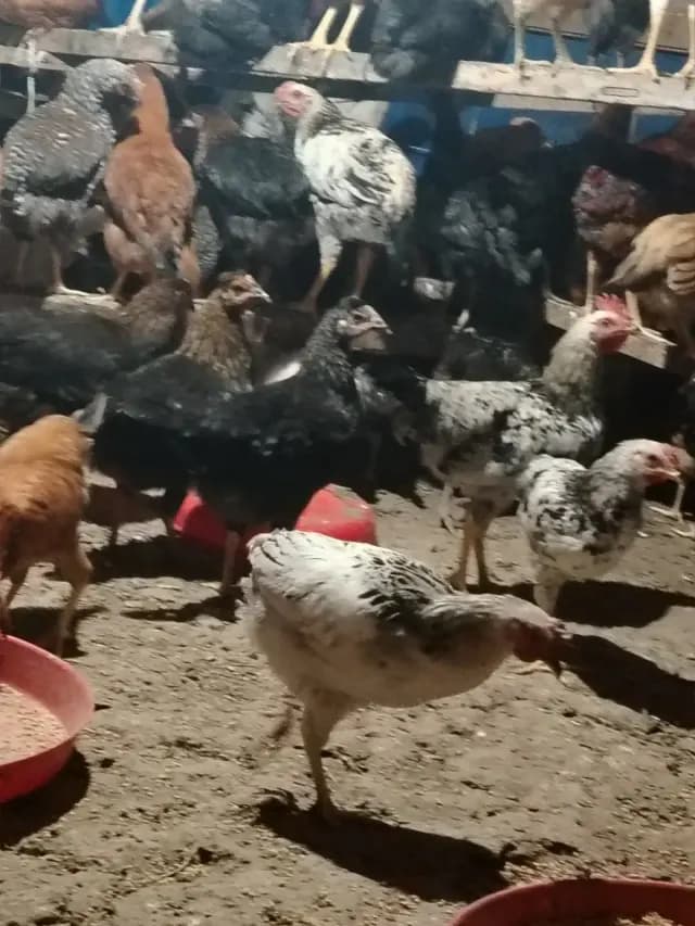 Çolpalar