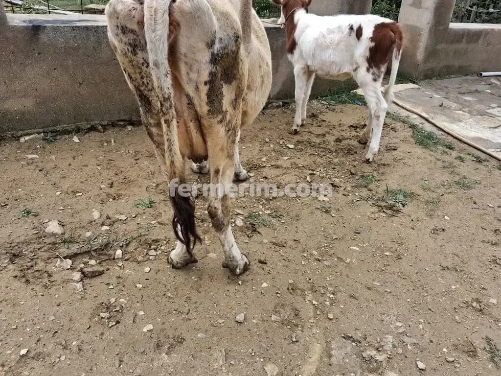 Balalı inək — photo 3