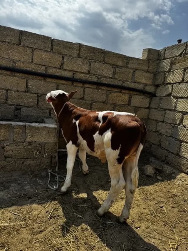 Buzovlar