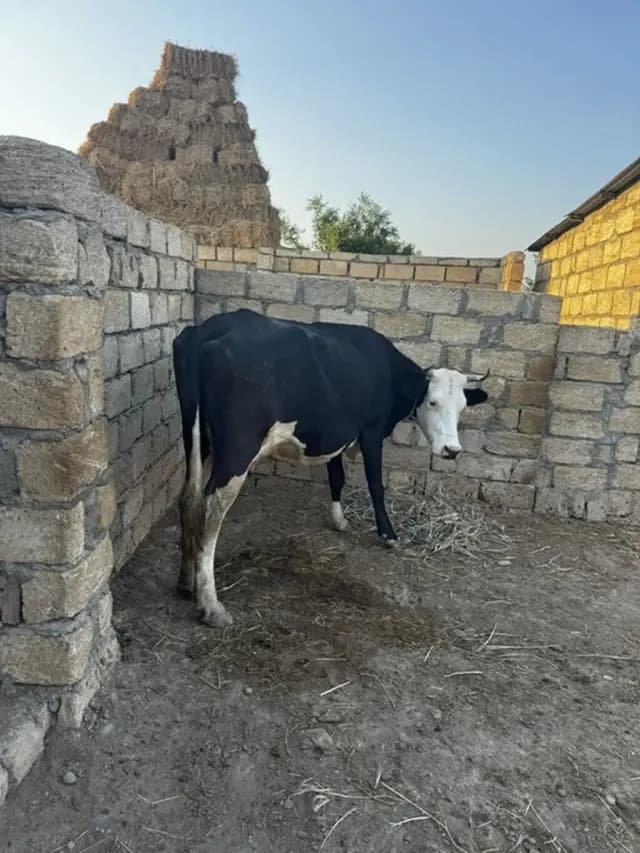 İnək