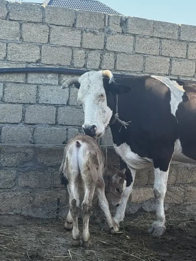 Balalı inək