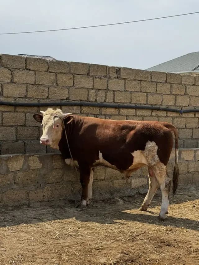 Danalar