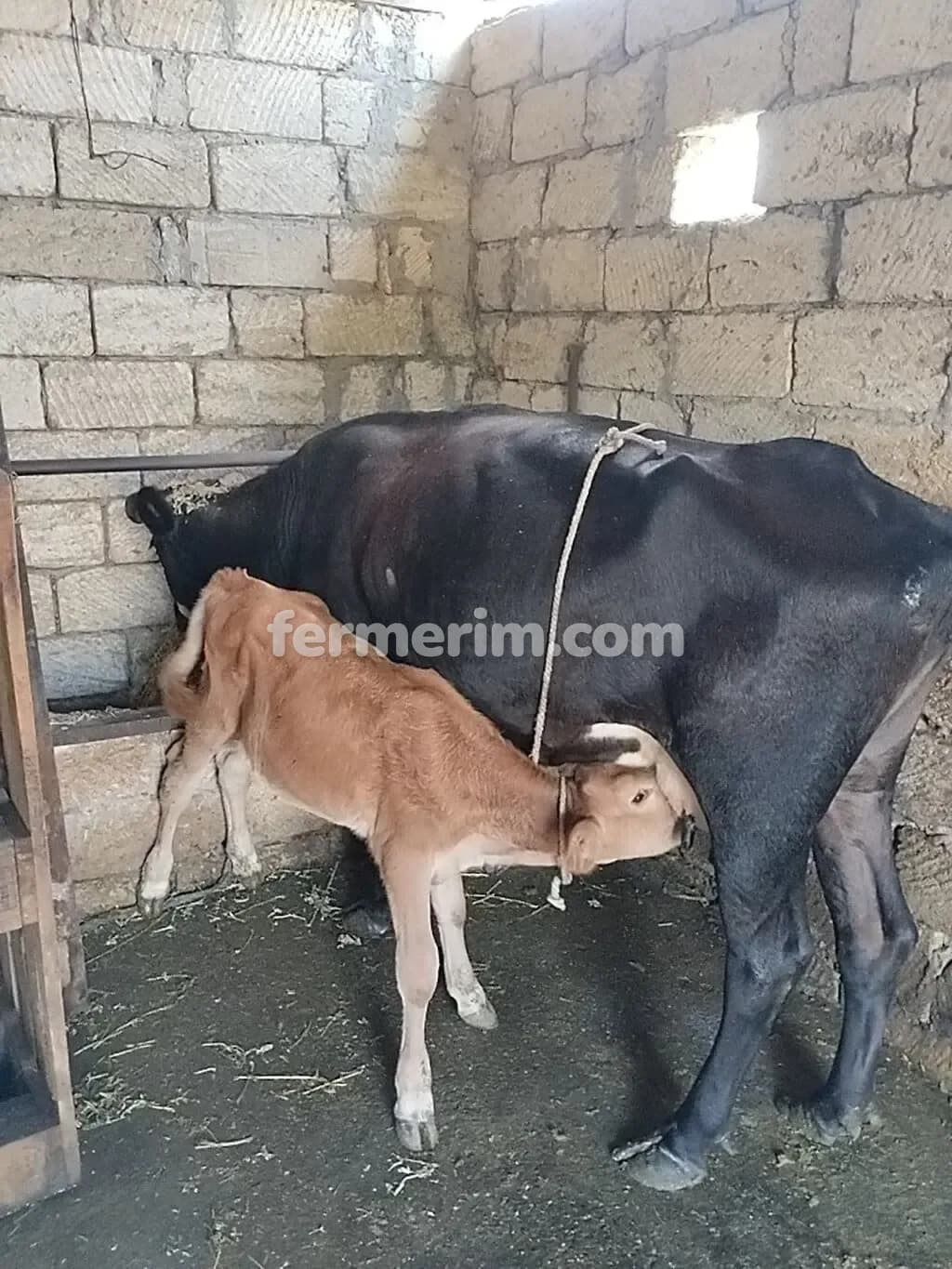 Balalı inək — photo 1