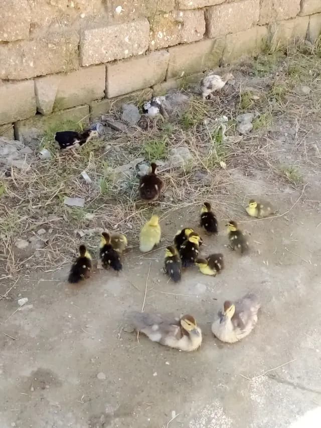 Ördək balası