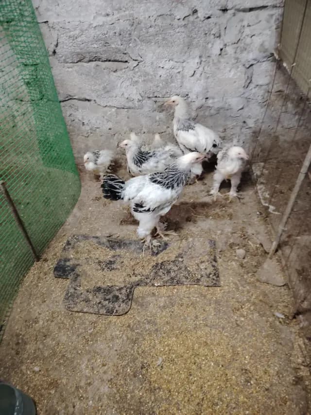 Çolpalar