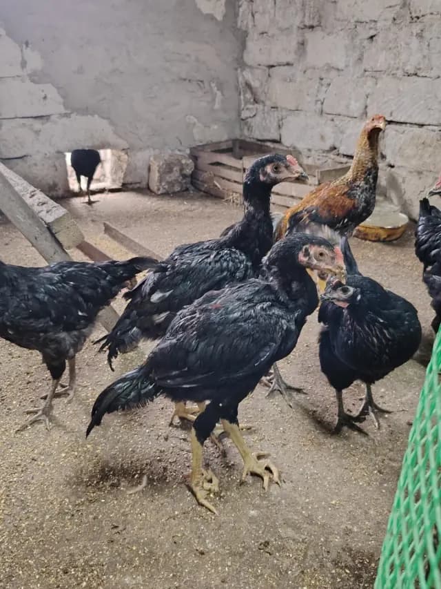Çolpalar