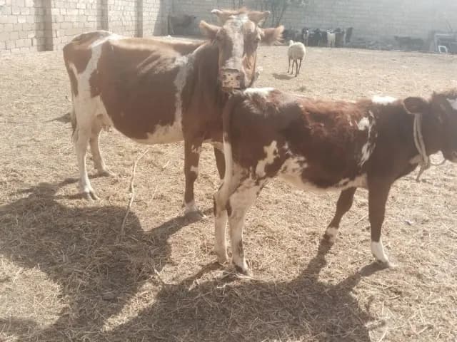Balalı inək
