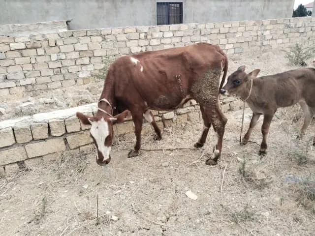 Balalı inək