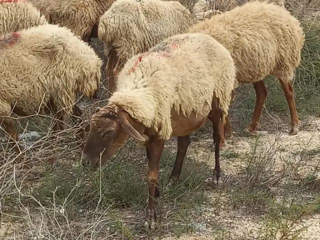 Qoyunlar