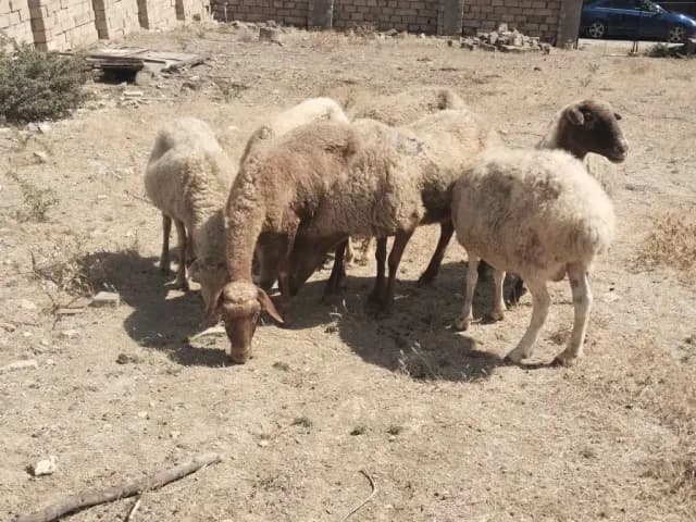 Qoyunlar
