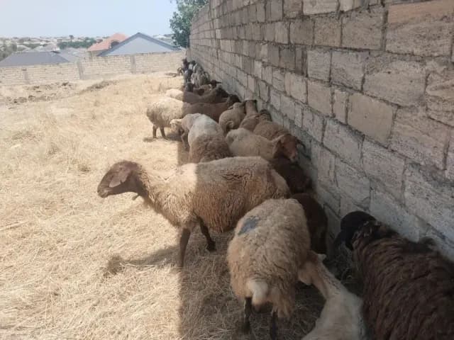 Qoyunlar