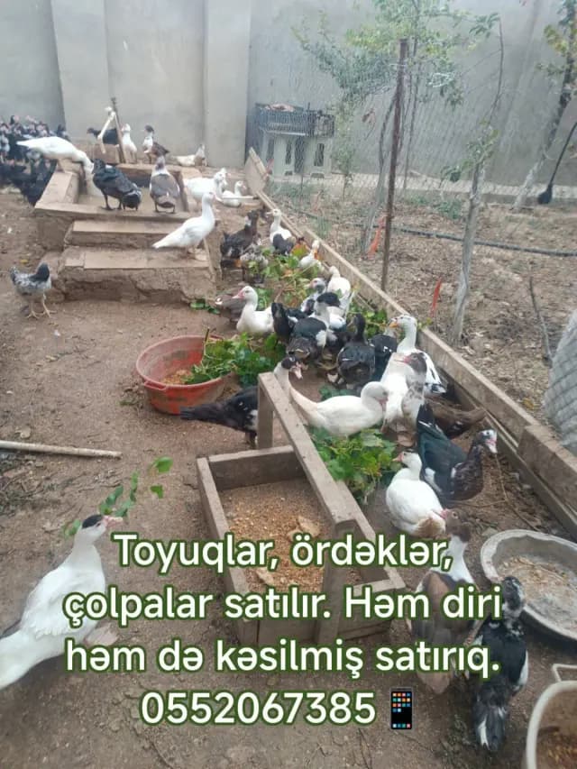 Ördək balası