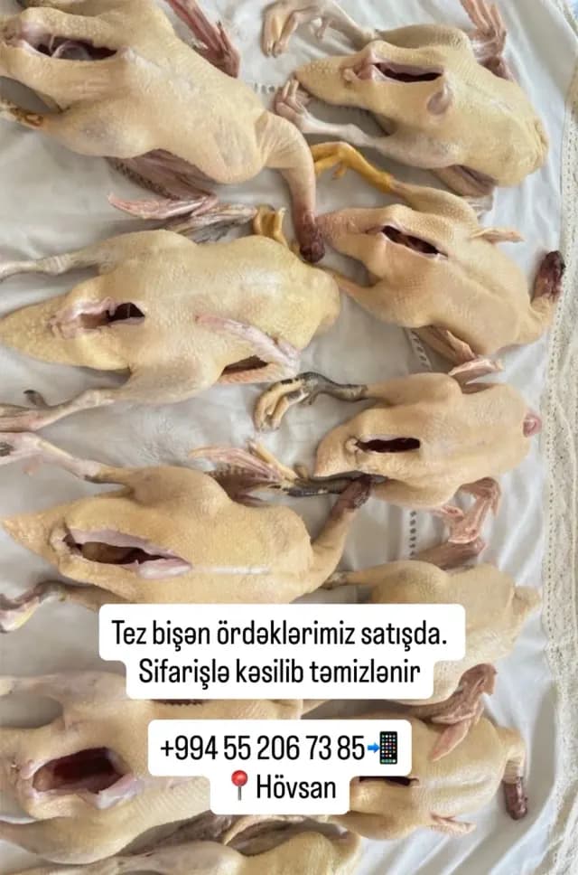 Ördək