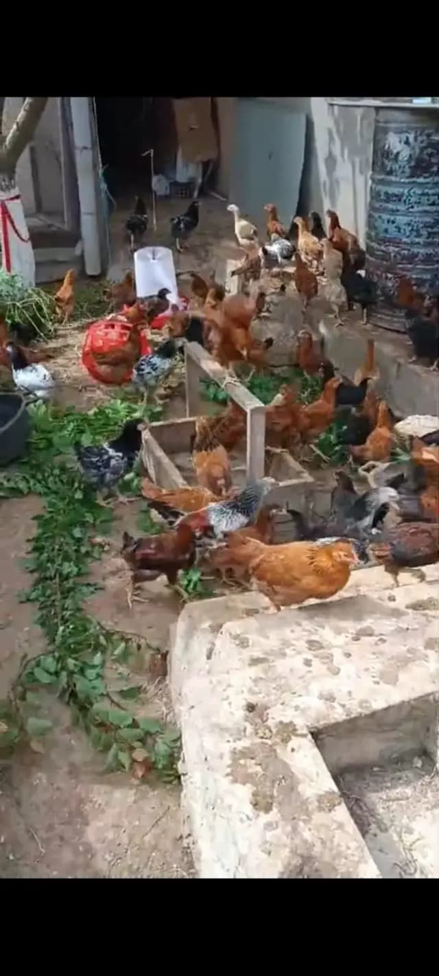 Çolpalar