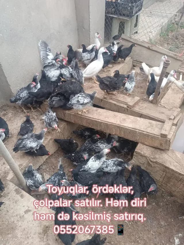 Ördək əti