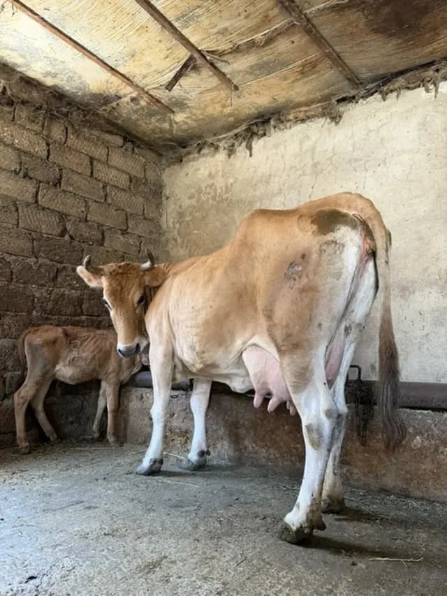 Balalı inək