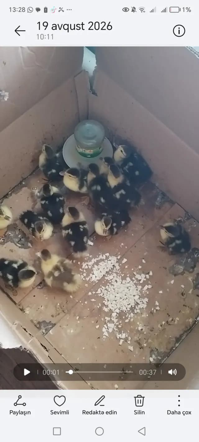 Ördək balası