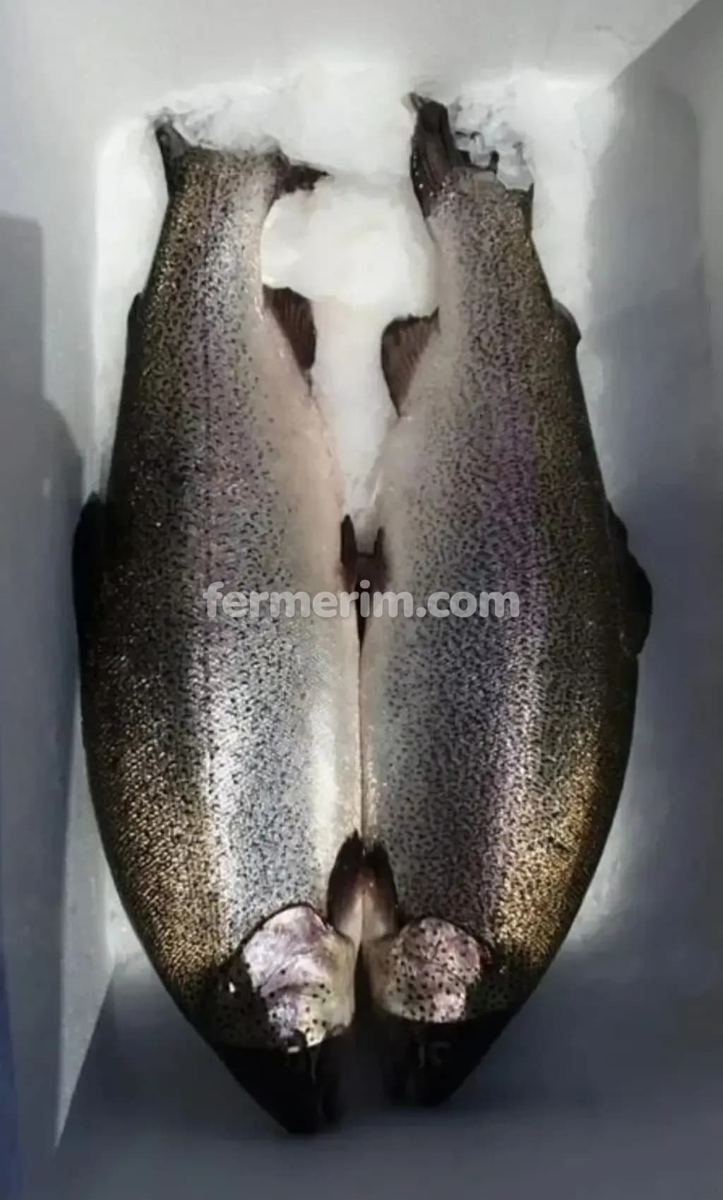 Forel — şəkil 2