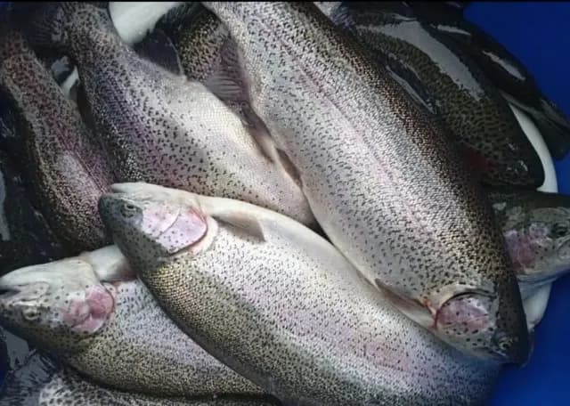 Forel