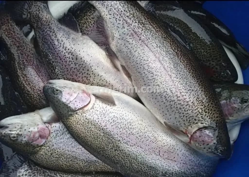 Forel — şəkil 1