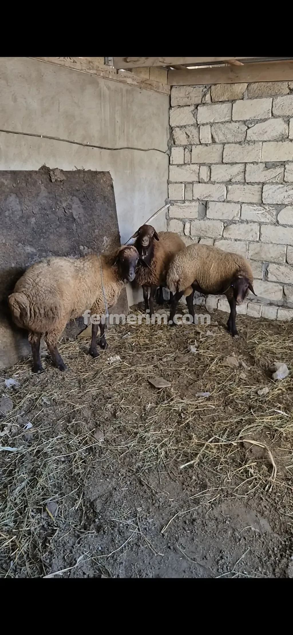 Qoçlar — şəkil 2