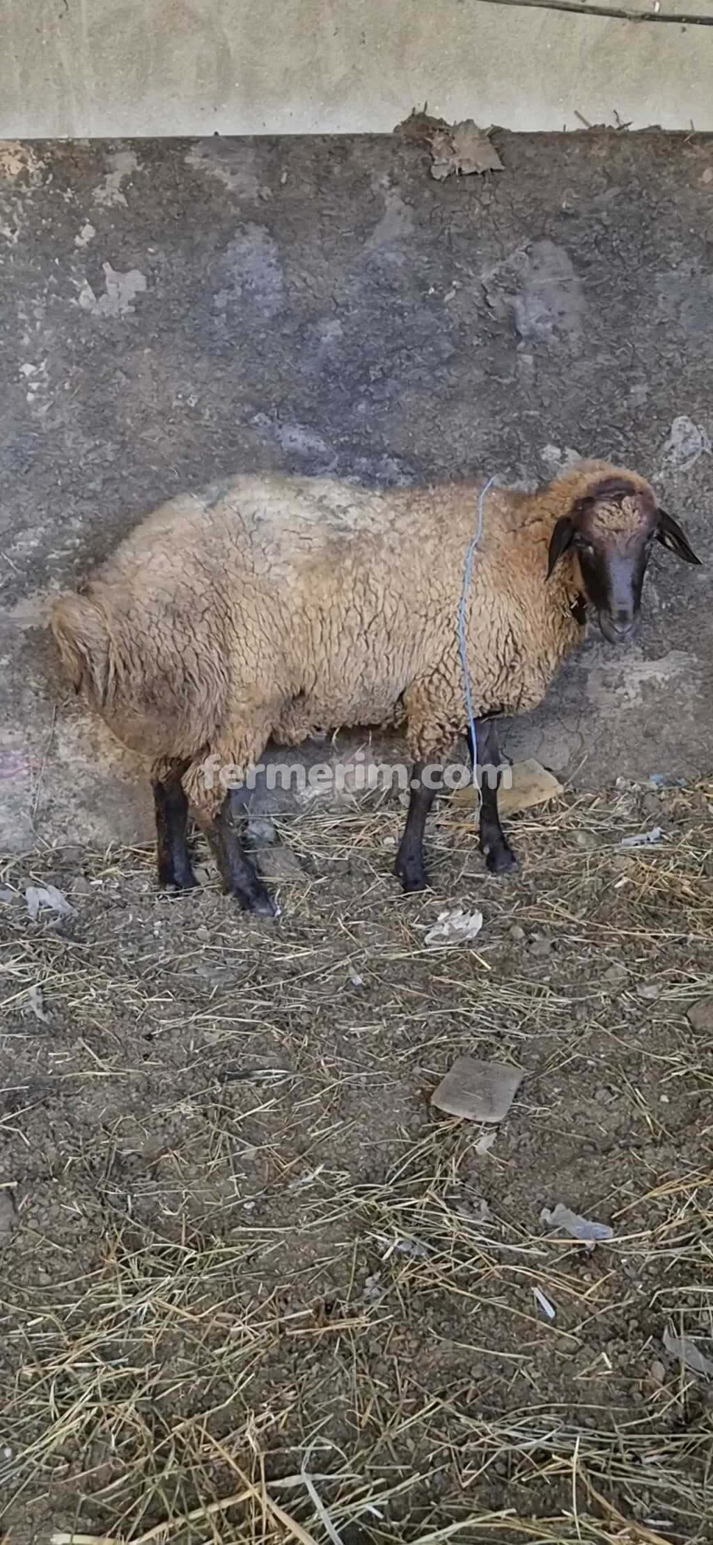 Qoçlar — şəkil 3