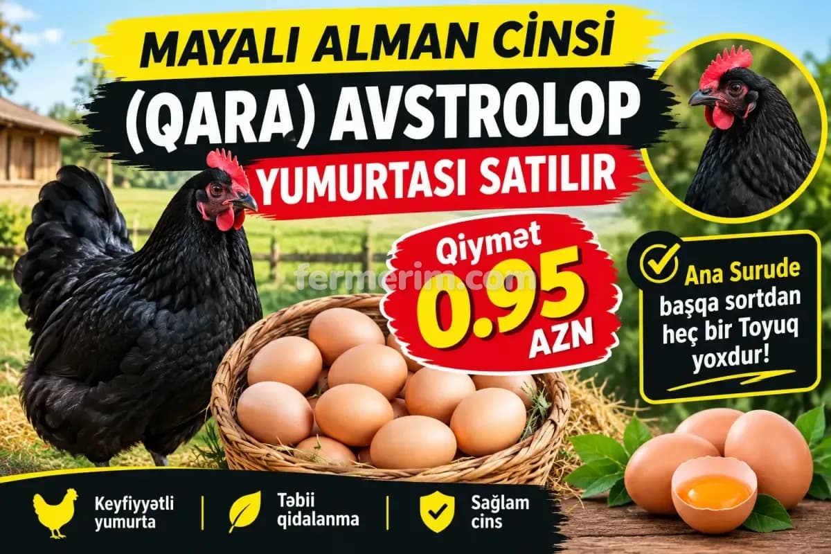 Kənd yumurtası — фото 1
