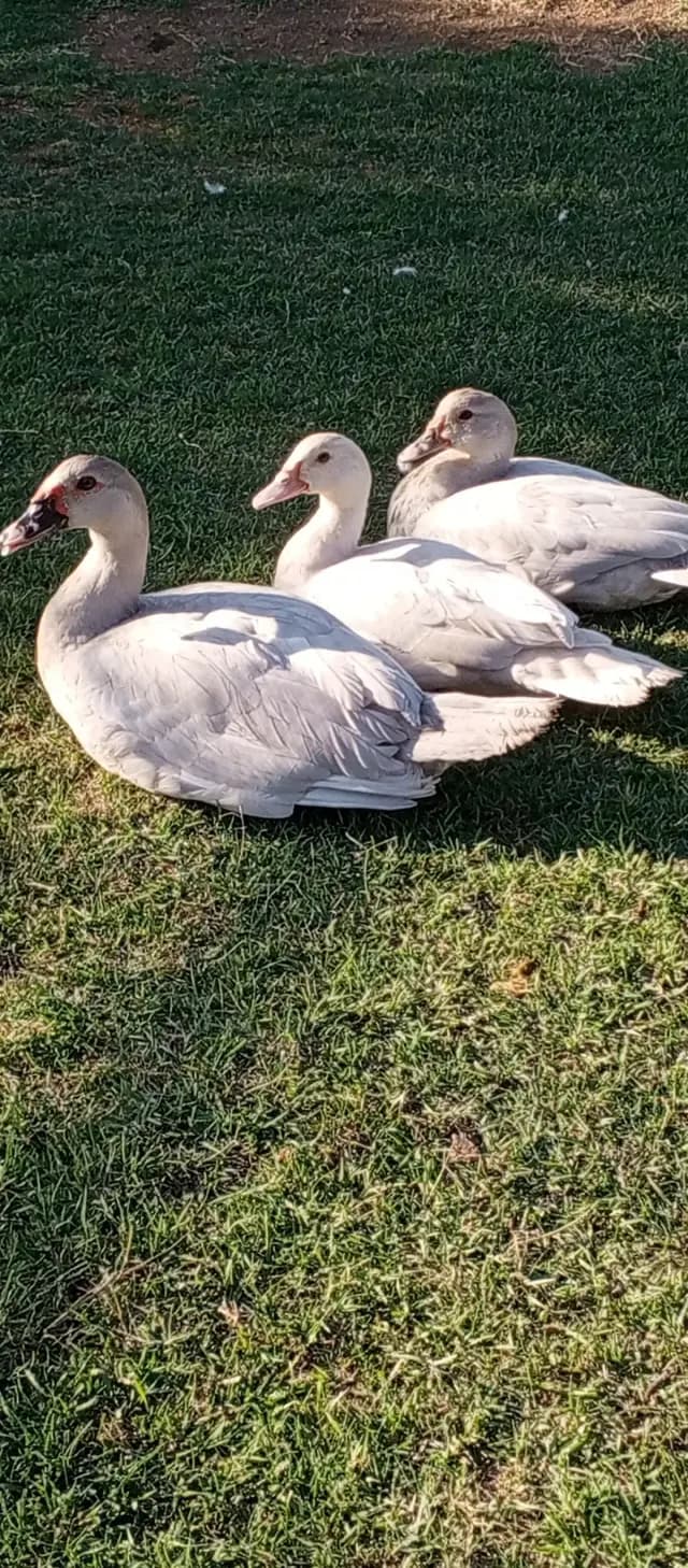Ördək