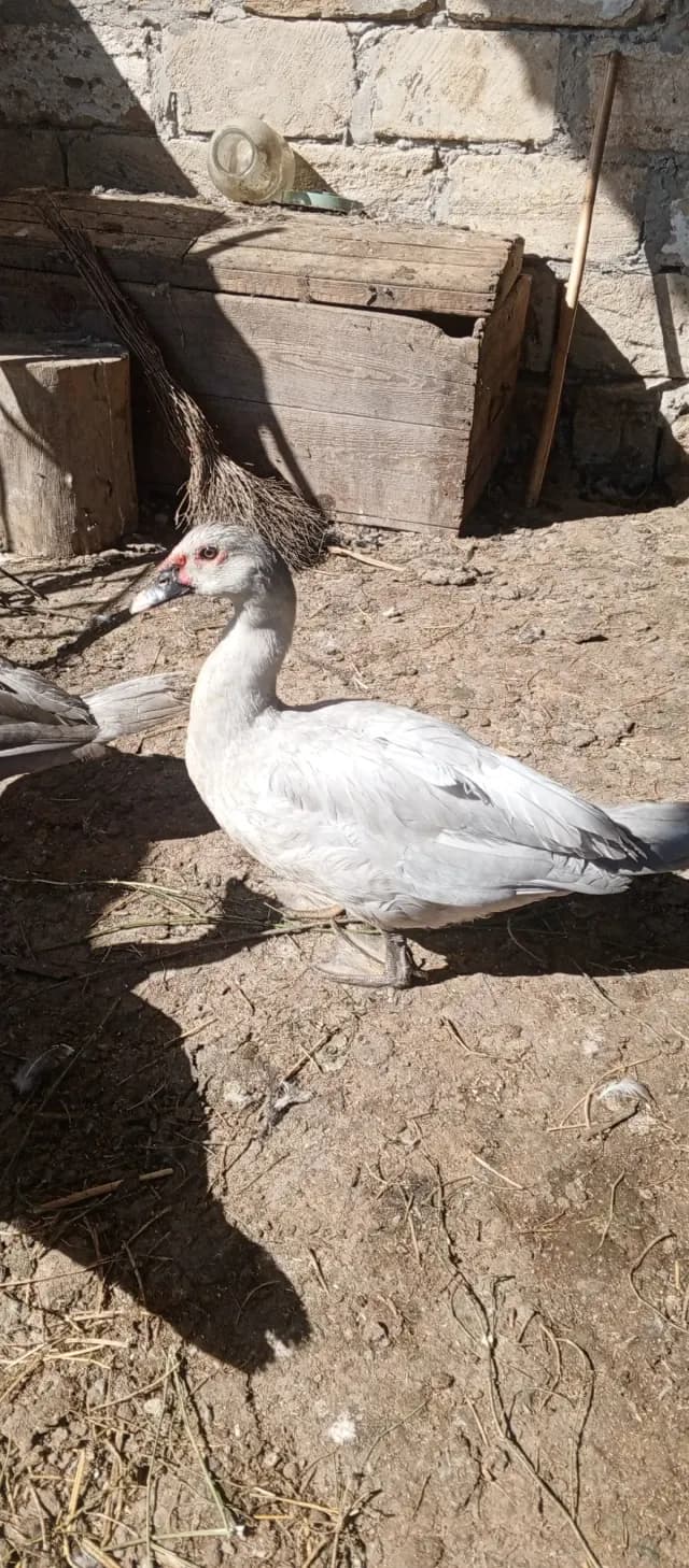 Ördək