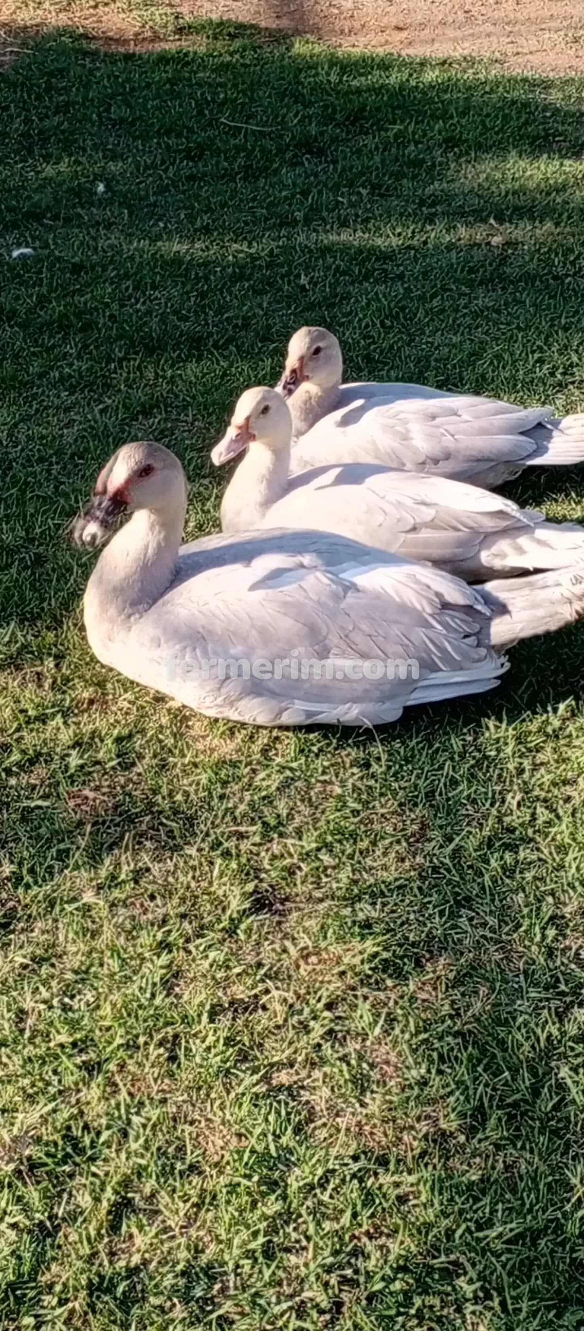 Ördək — şəkil 4