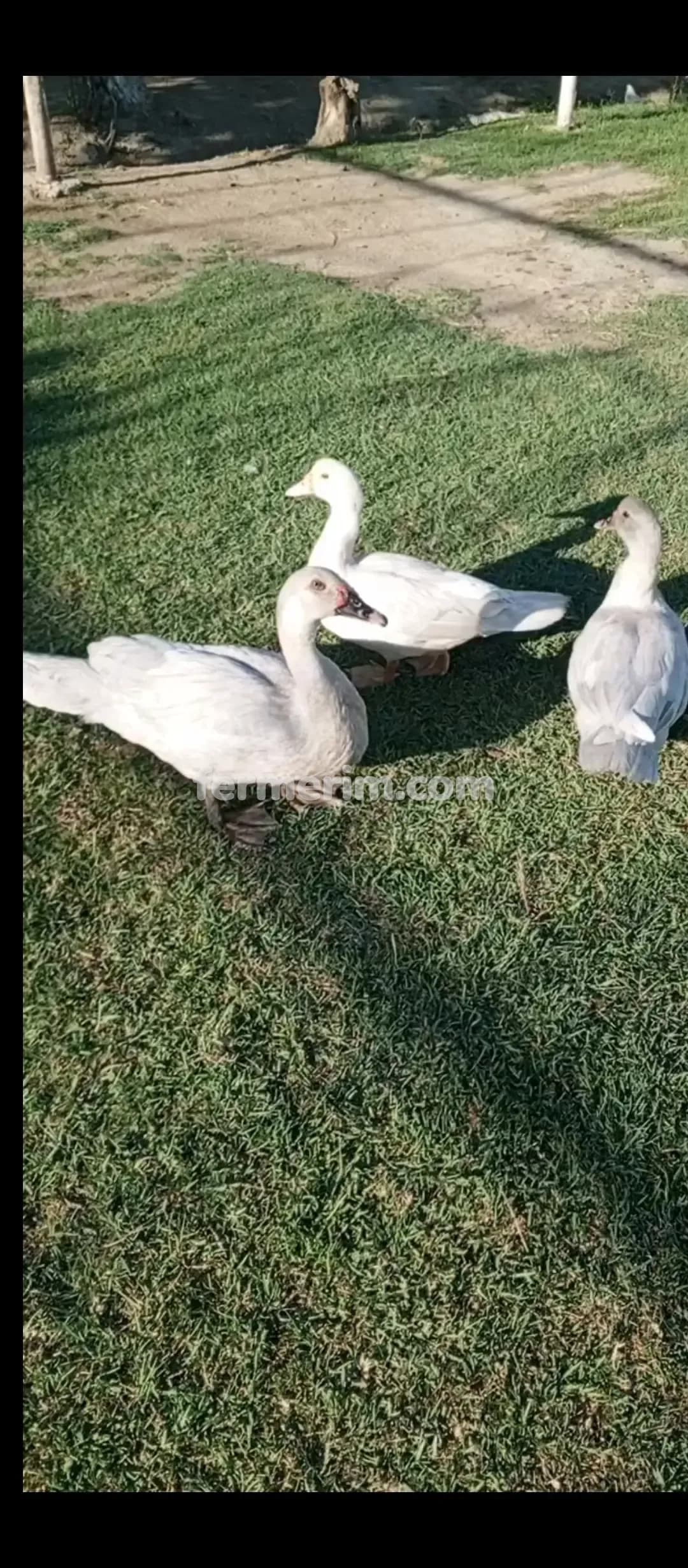 Ördək — şəkil 8