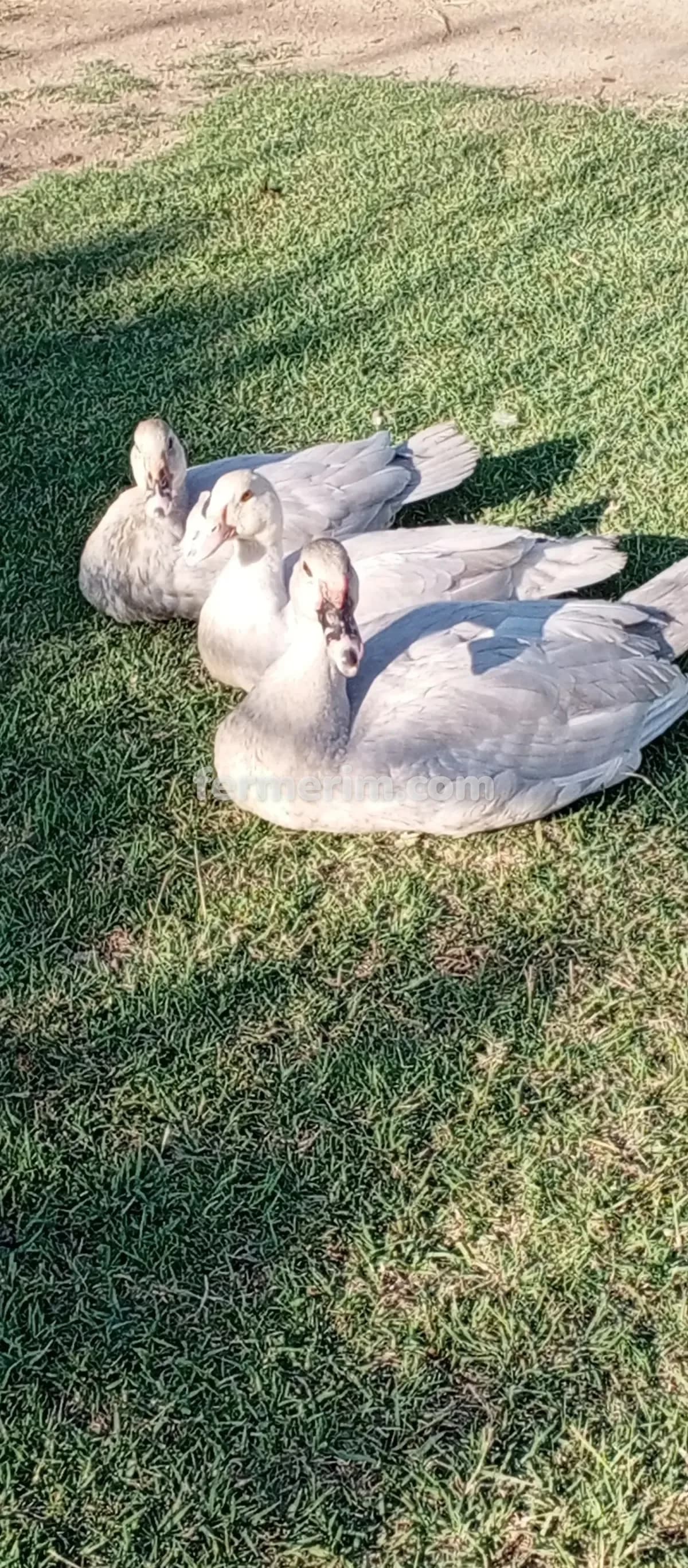 Ördək — şəkil 2
