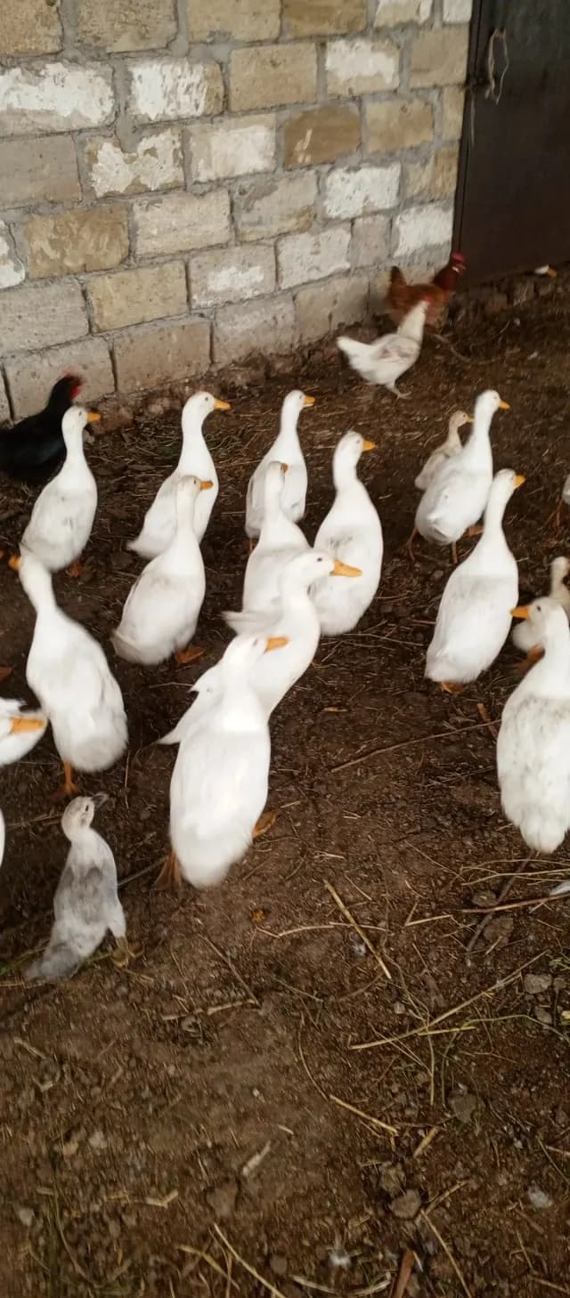 Ördək