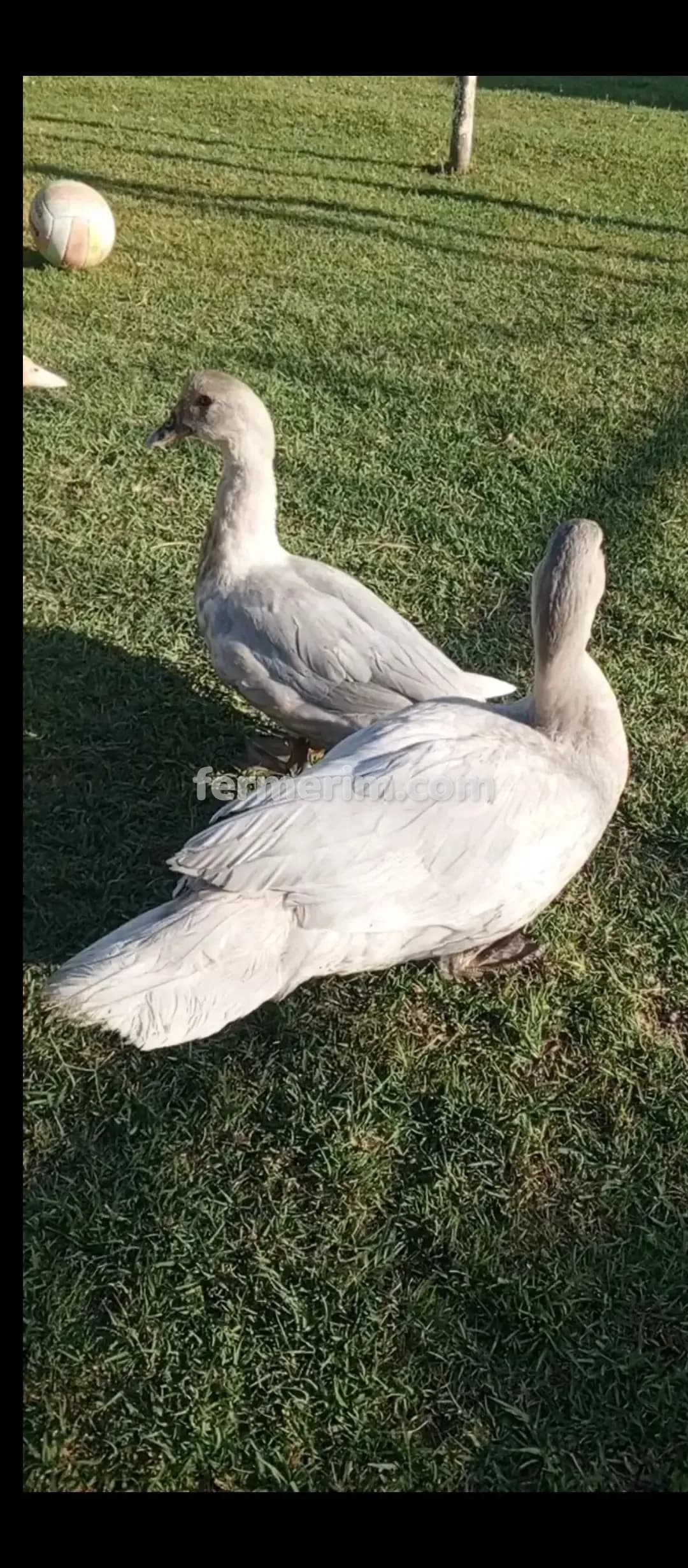 Ördək — şəkil 5