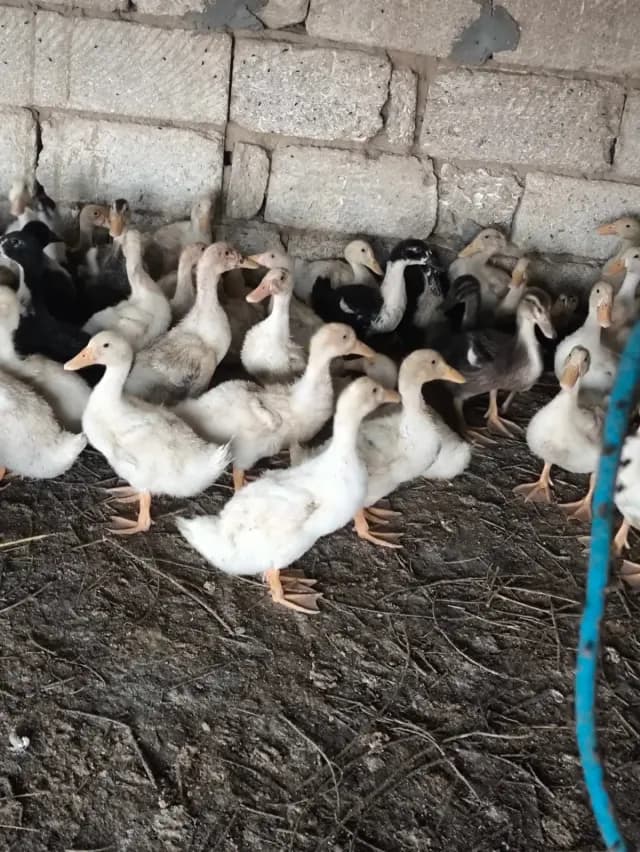 Ördək