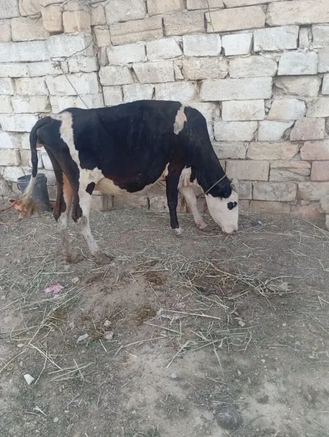 İnək
