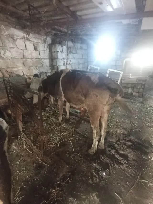 Balalı inək