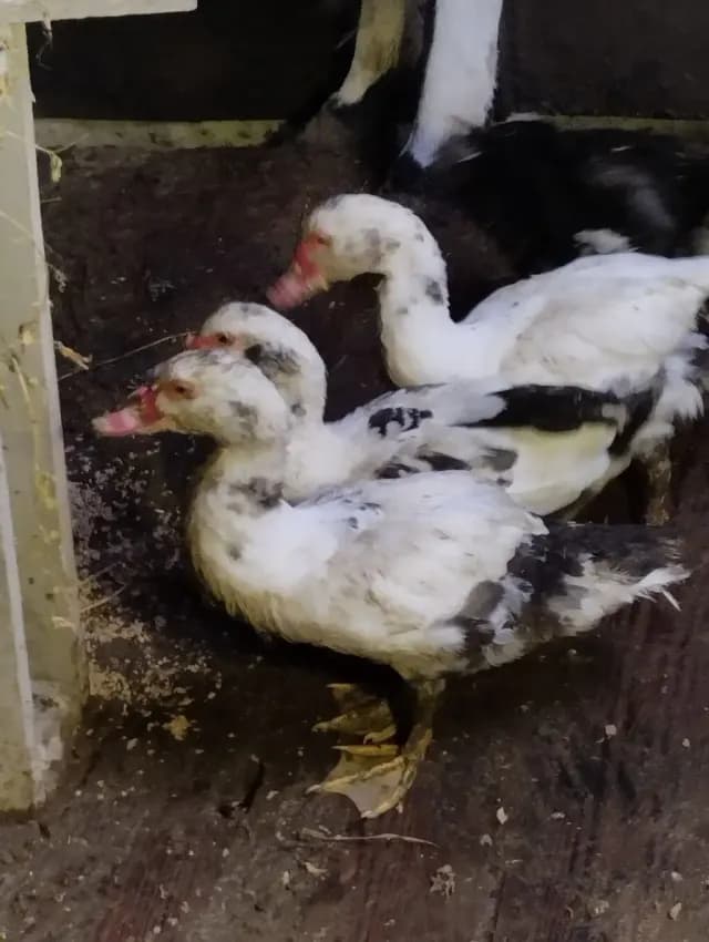 Ördək