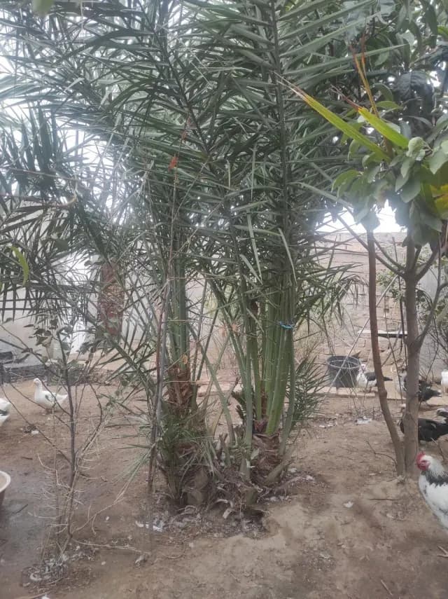 Palma tingi