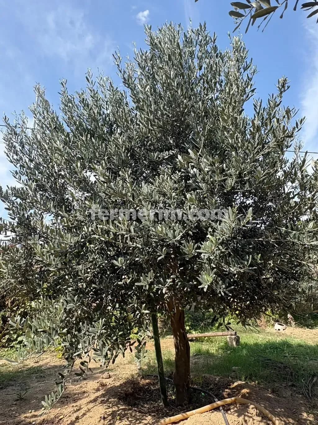 Zeytun ağacı — photo 1