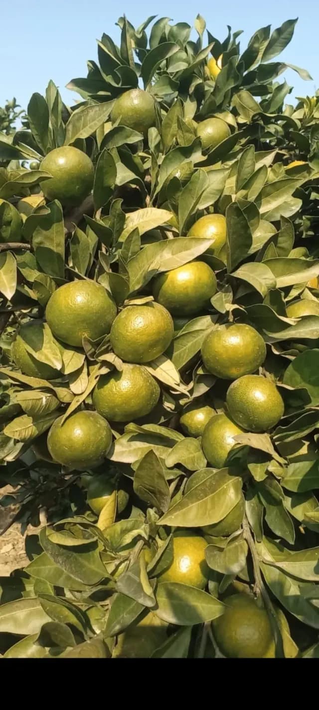 Naringi, Mandarin sortu