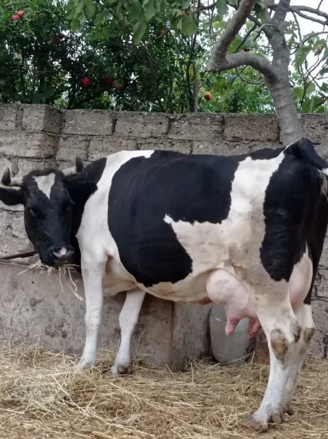 Balalı inək