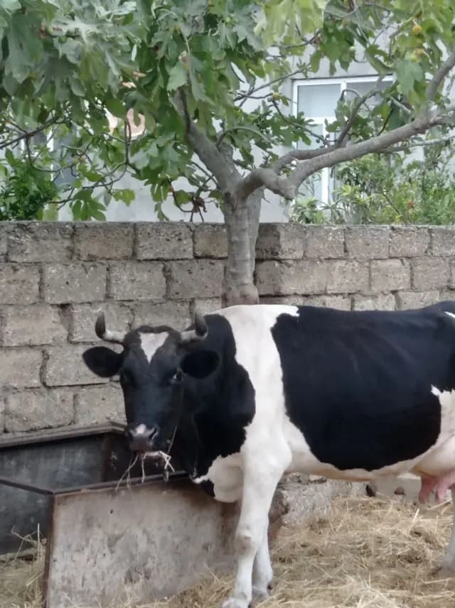 Balalı inək