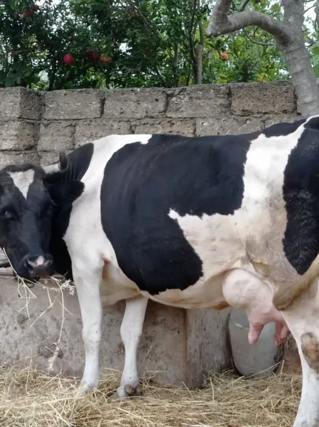 İnək