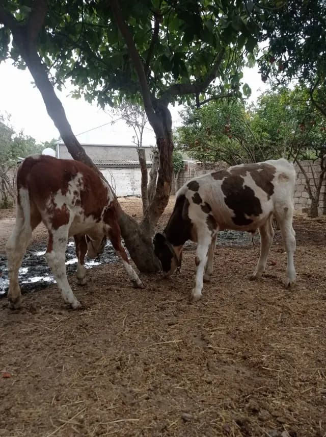 Danalar
