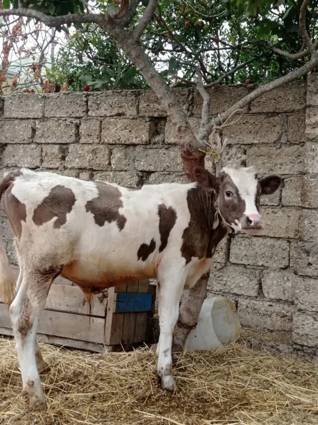 Danalar