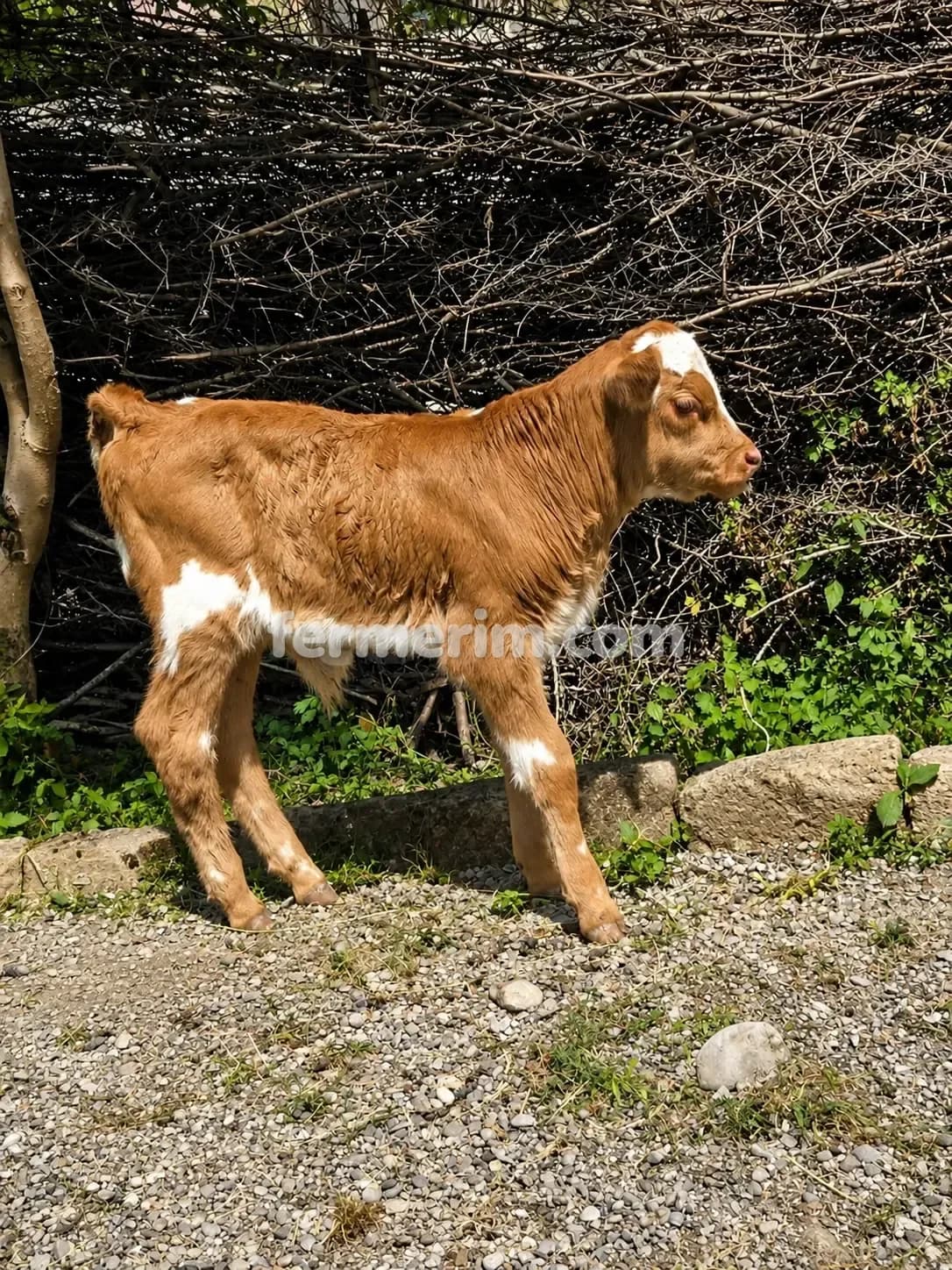 Balalı inək — photo 2