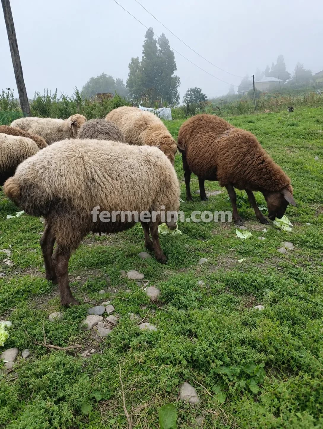 Qoyunlar — photo 1