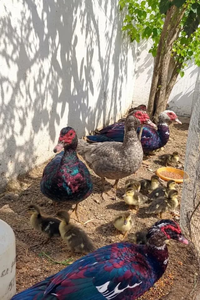 Ördək balası